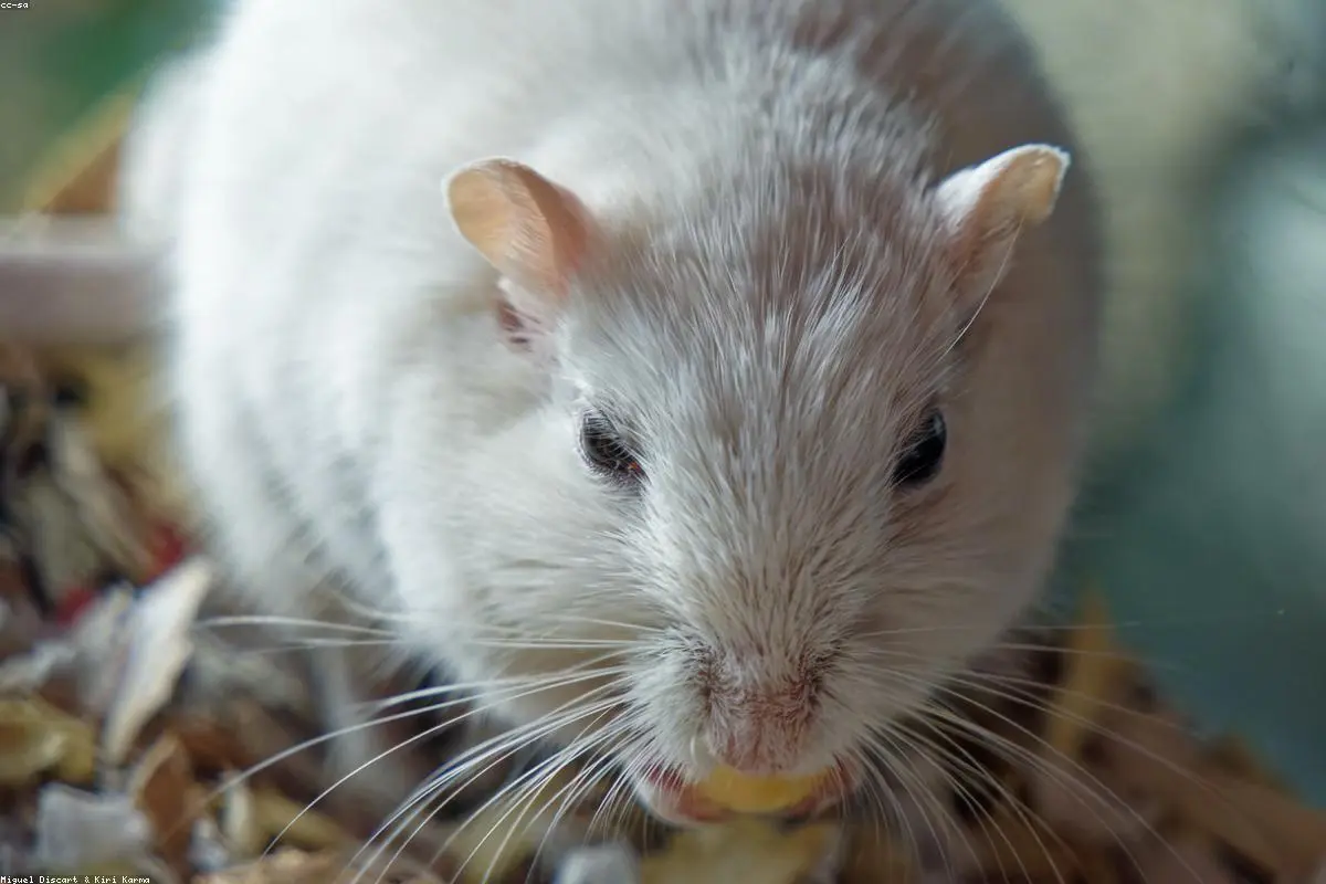 Understanding Hantavirus: Separating Fact from Fiction in a Zoonotic World
