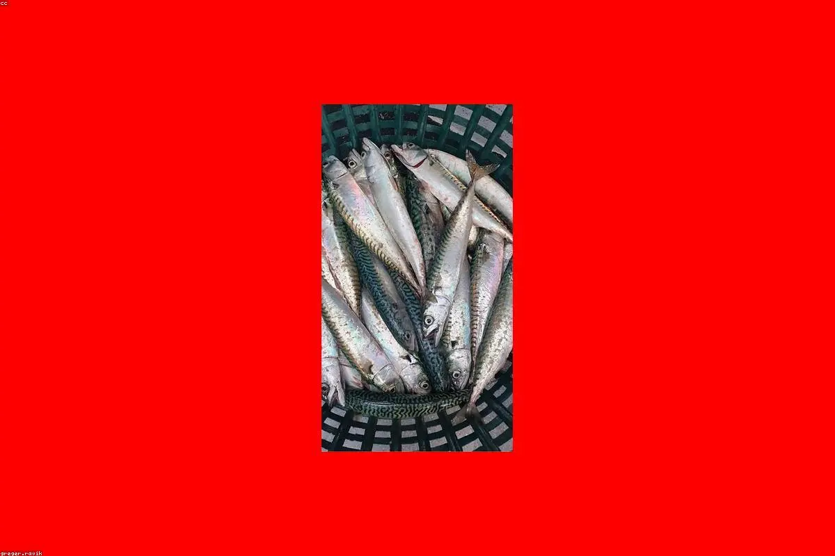 Off the Hook: Why Waitrose is Pulling Mackerel from Its Shelves