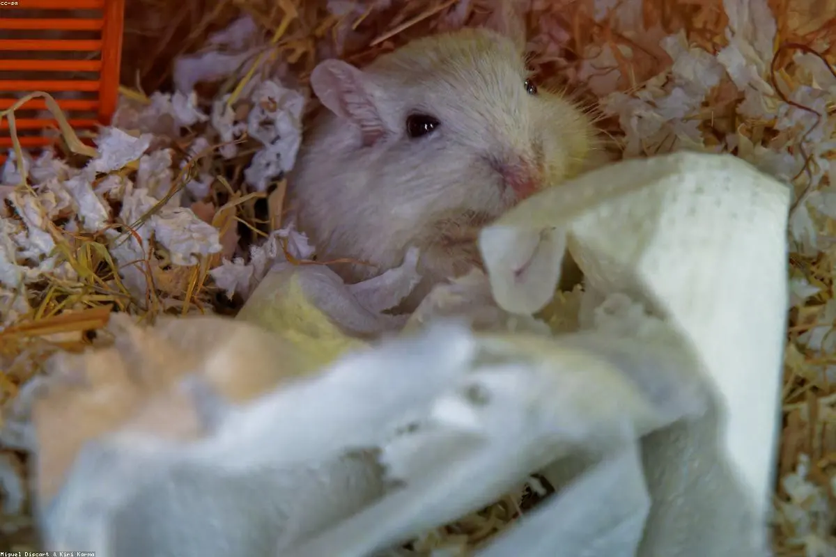Unpacking Hantavirus: What You Need to Know About This Rodent-Borne Illness and Its Spread