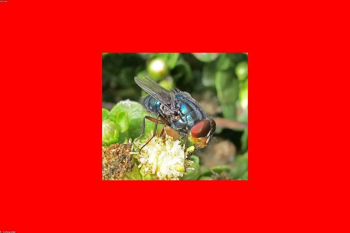 Nature’s Tiny Terrors: How the US is Using Flies and Dogs to Stop a Flesh-Eating Outbreak