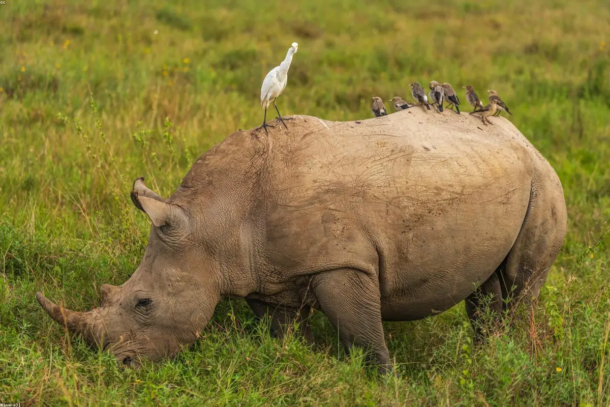 The Billionaire and the Newsroom: Why East Africa Fears for its Press Freedom