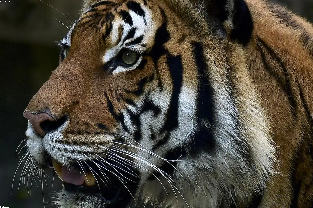 Fatal Encounter: Why German Police Were Forced to Shoot an Escaped Tiger