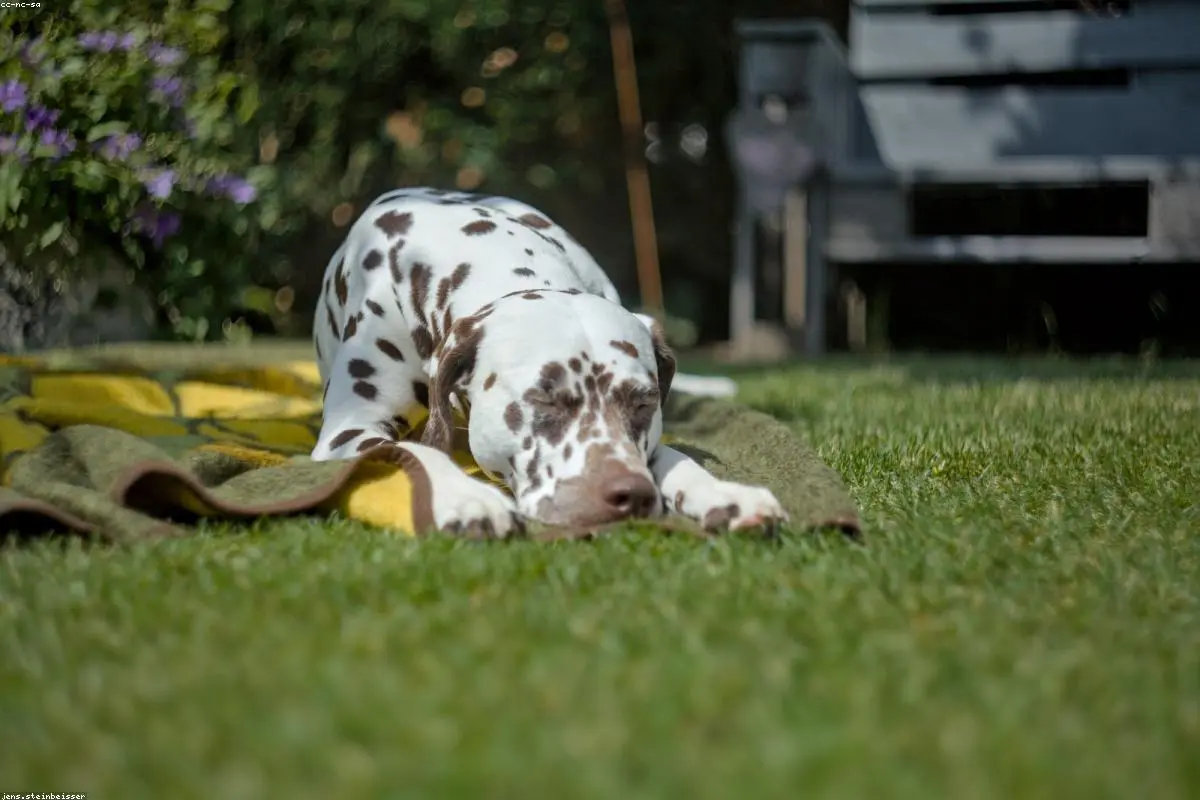 Canine Couch Potatoes? The Surprising Science and Business Behind TV for Dogs