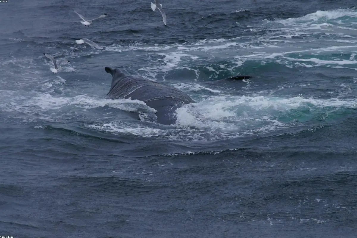 Whale on a Barge: The Extraordinary Mission to Save a Stranded Giant in German Waters