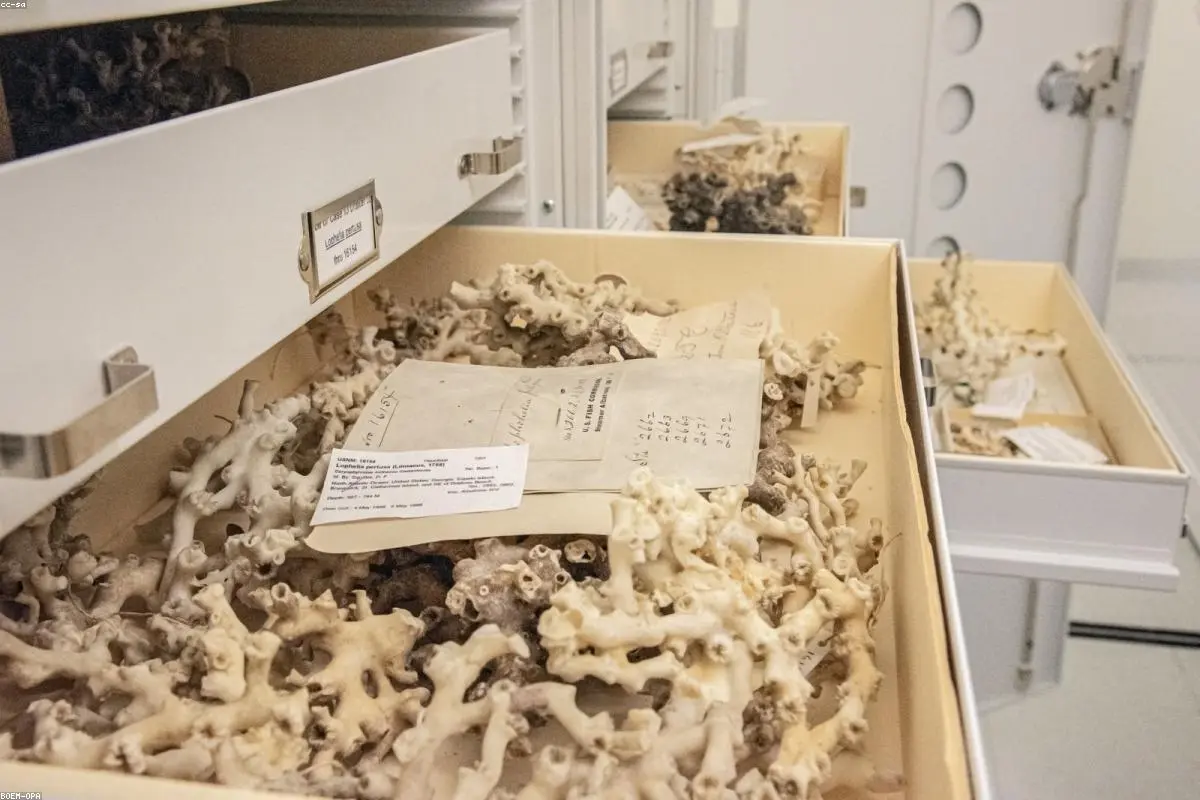 Your DNA for Sale: The Growing Controversy Over UK Biobank Data in China