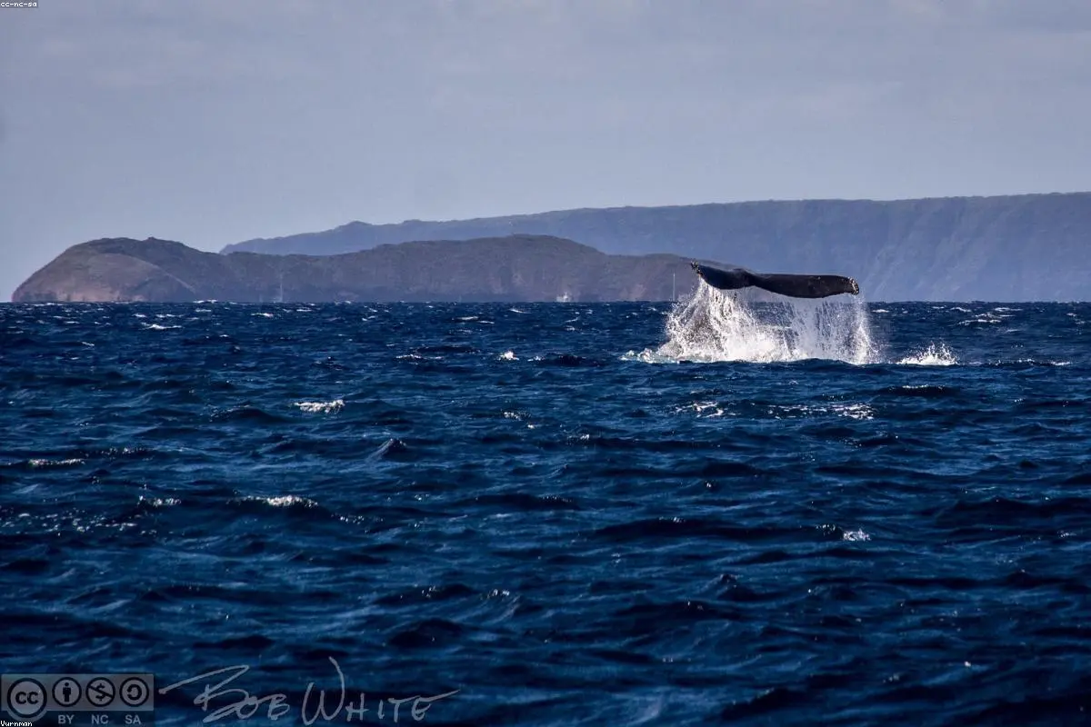 Ancient Marine Mystery Unearthed: A Five-Million-Year-Old Whale Graveyard