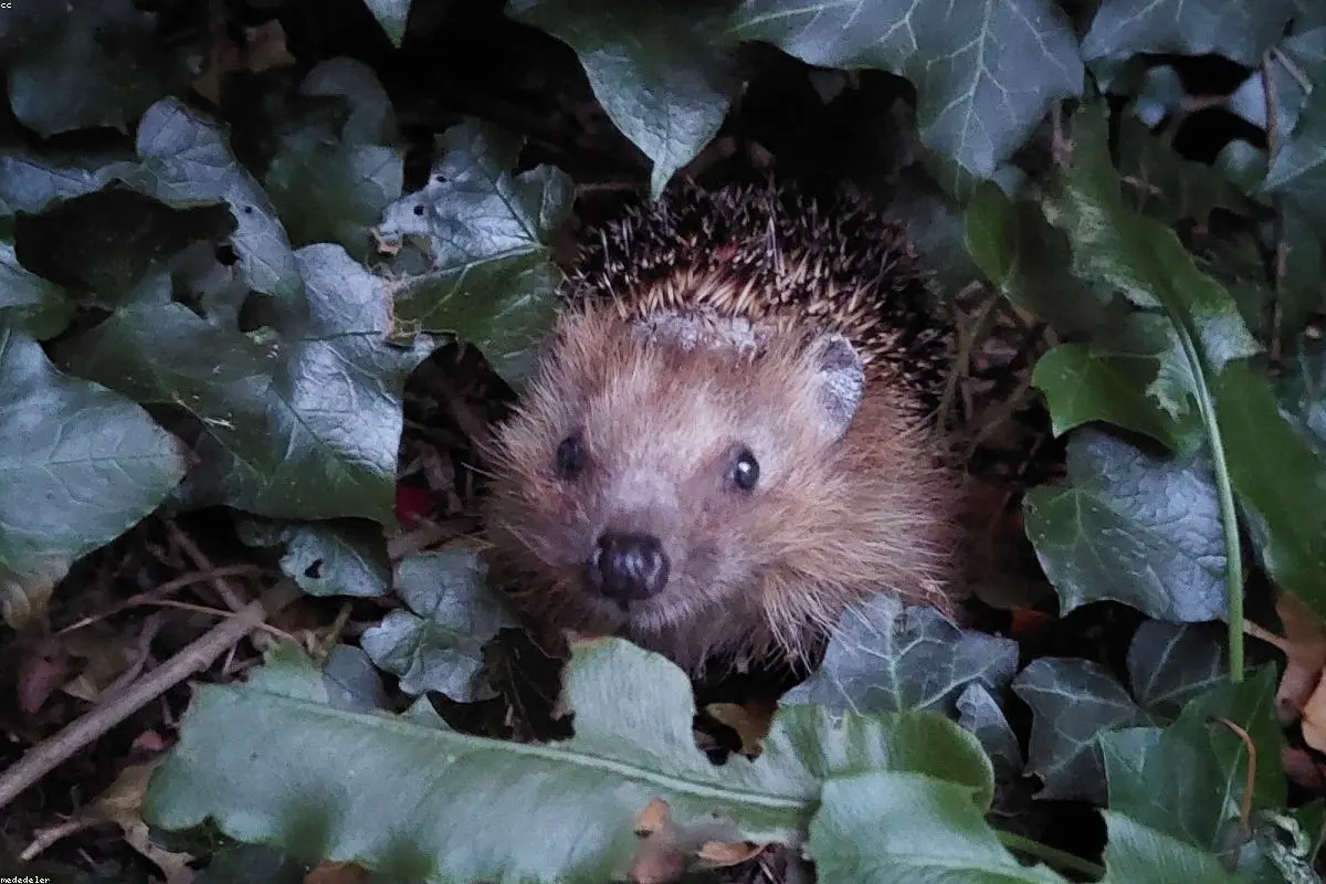 High-Tech Spines: How Satellites and AI are Rescuing Britain’s Hedgehogs
