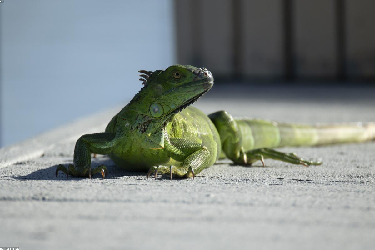 Florida Freezes: 'Cold Stunned' Iguanas Plunge From Trees