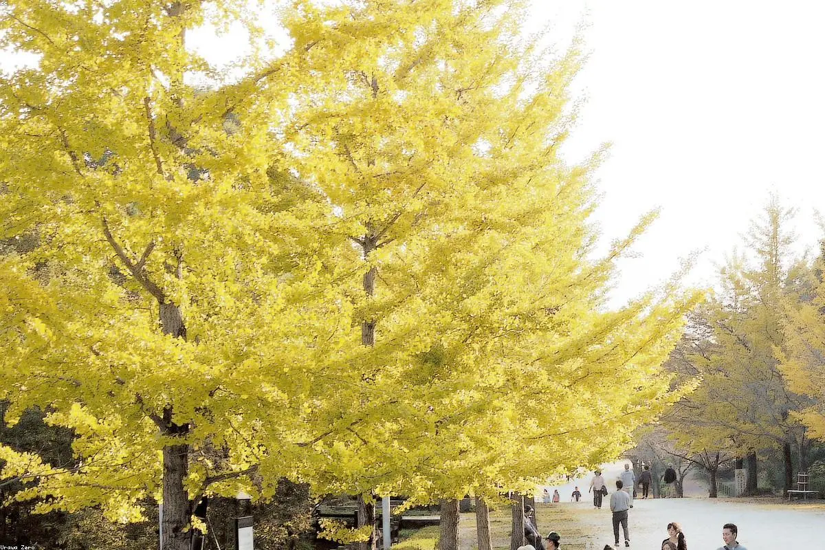 When the Earth Trembles Mid-Surgery: A Glimpse into Japan's Unyielding Healthcare Frontline