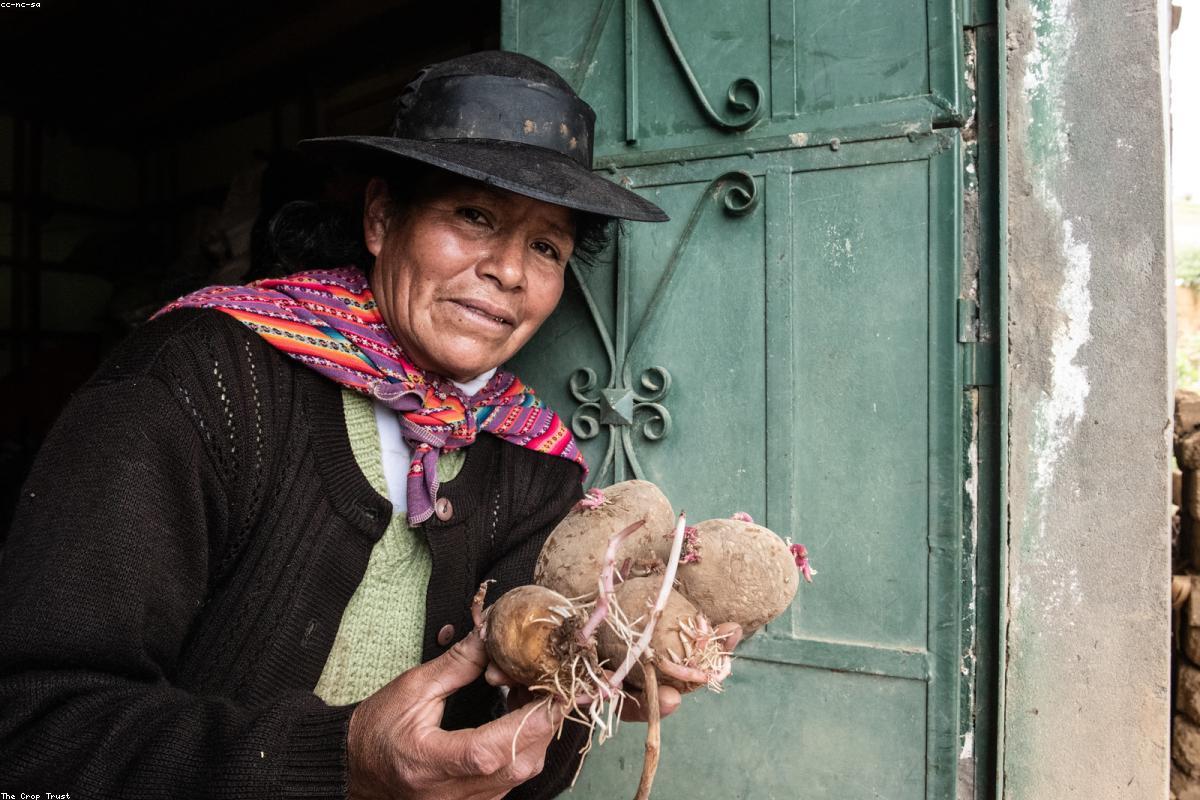 German Farmers Donate Millions of Potatoes Following Unprecedented Bumper Harvest