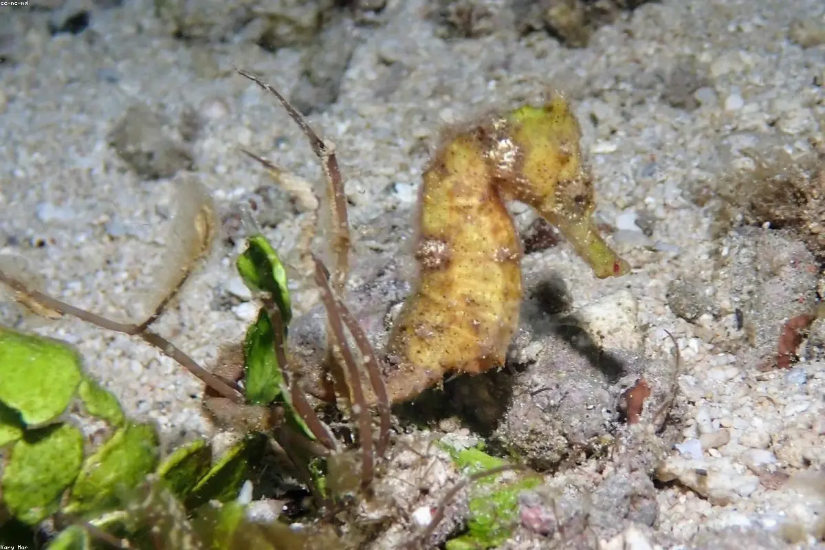 Beyond the Smoke: The Brave Volunteers Defusing Indonesia’s Peatland ‘Carbon Bombs’