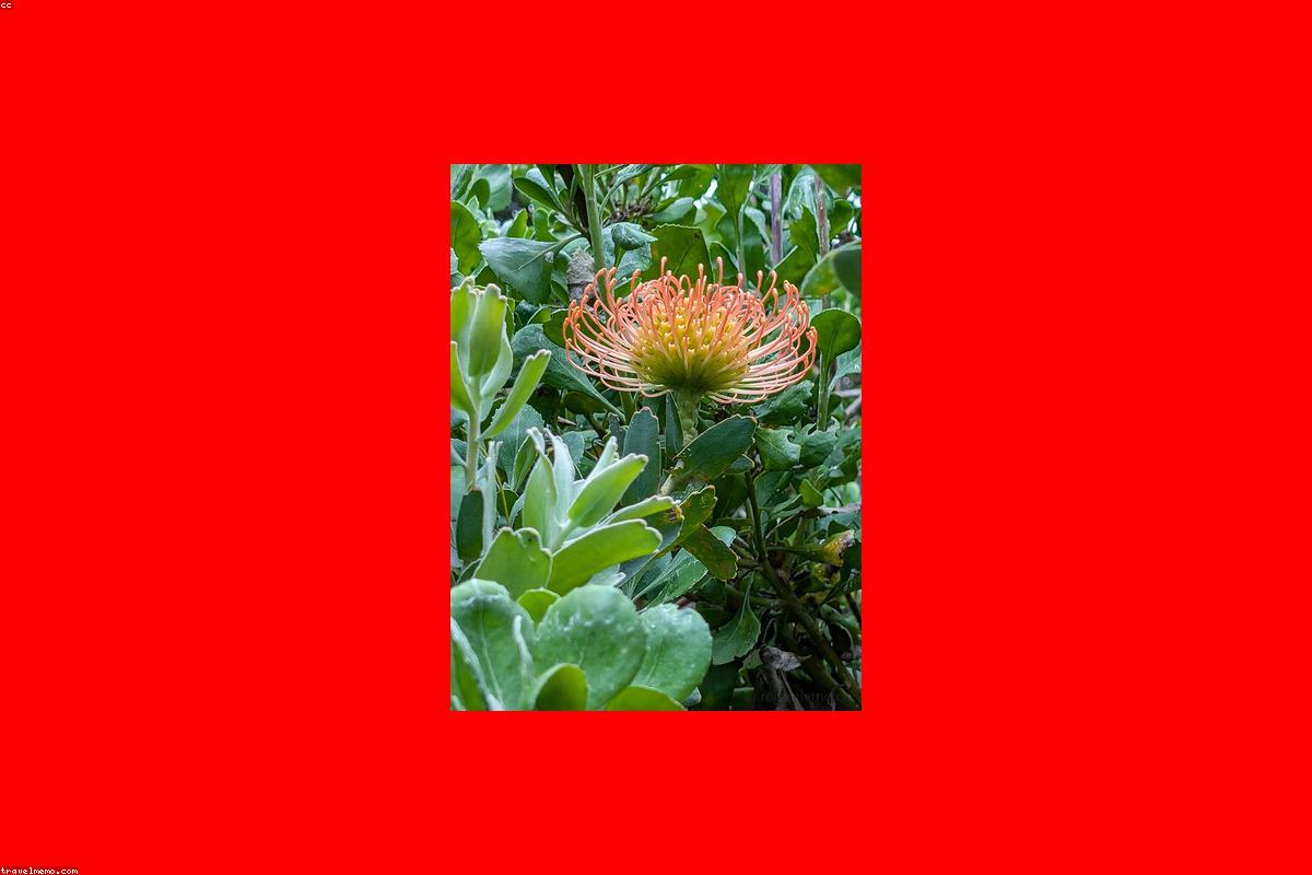 South Africa's Iconic Kirstenbosch Botanical Garden Faces Dire Water Shortage Crisis